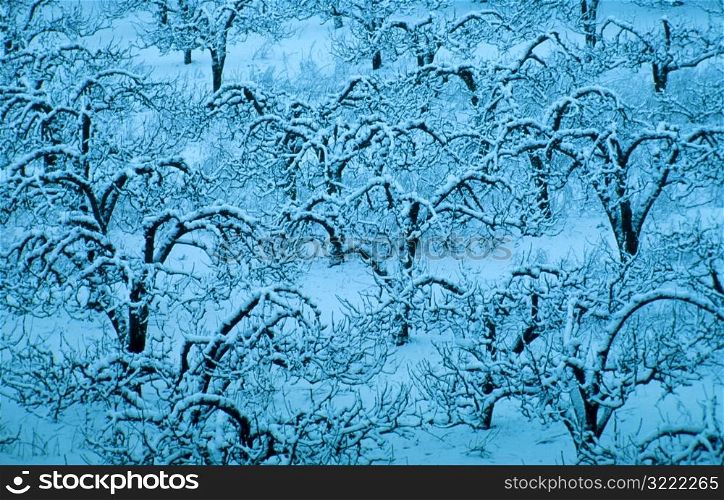 Snowy Orchard