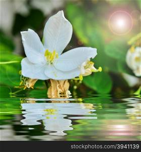 Snowy Orchid with reflect in water