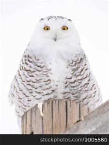 Snowy Owl Canada in Winter Prairies Saskatchewan Snowy Owl Canada in Winter Prairies Saskatchewan