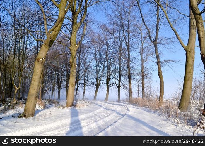 Snowy path in the woods of the Horsten in Wassenaar, the Netherlands.