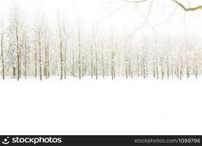 Snowy path into several trees in the forest
