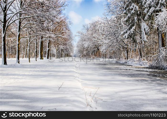 Snowy path into several trees in the forest