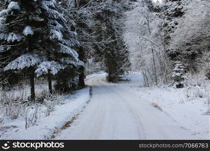 Snowy path into the cold winter forest