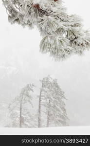 snowy pine branch in the fog on a background of pine forest in the mountains