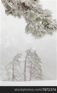 snowy pine branch in the fog on a background of pine forest in the mountains