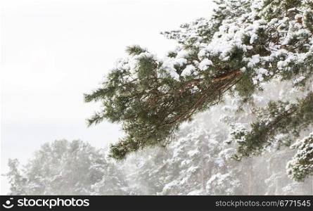Snowy pine branch in winter pine forest
