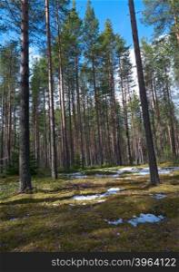 Snowy Russian landscape in the spring forest. Shallow depth-of-field.