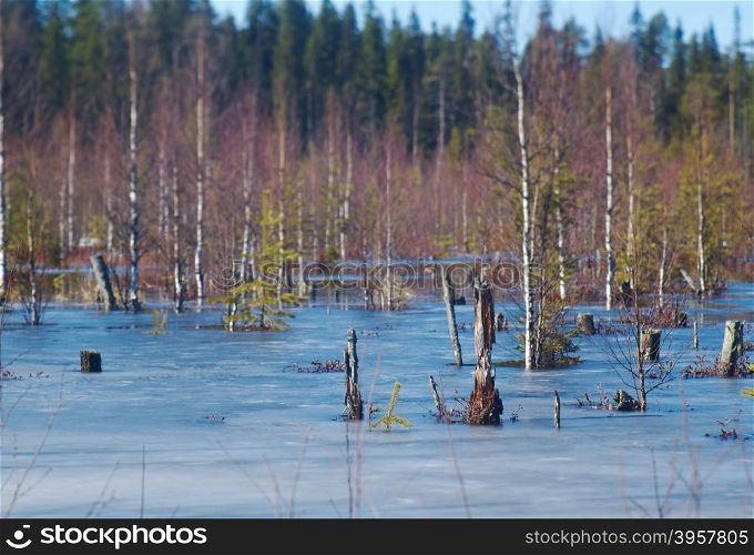 Snowy Russian landscape.melting snow in forest in early spring . Shallow depth-of-field.
