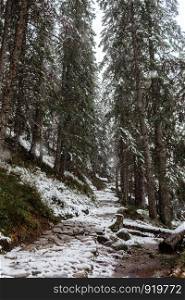 snowy trail in a mountain forest. Winter landscape. Morske Oko, Poland. snowy trail in a mountain forest. Winter landscape. Morske Oko, Poland, Europe