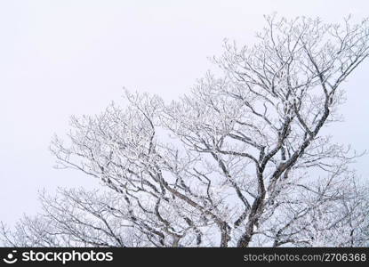 Snowy tree