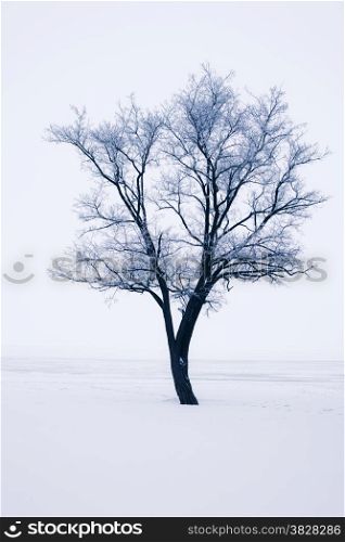 Snowy tree at the park