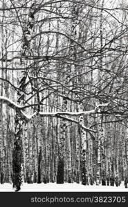 snowy tree branch and birch woods in winter