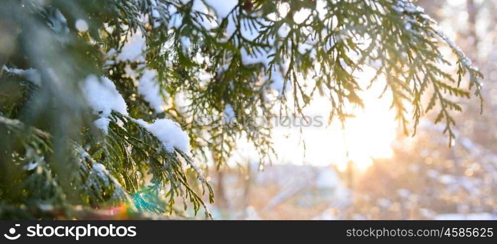 snowy tree branch at sunset. snowy winter christmas tree branch at sunset
