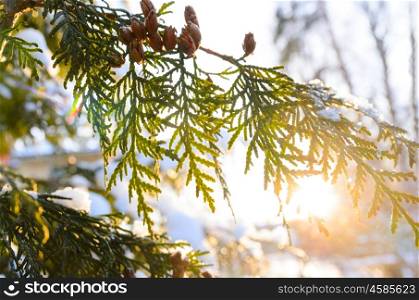 snowy tree branch at sunset. snowy winter christmas tree branch with cones at sunset