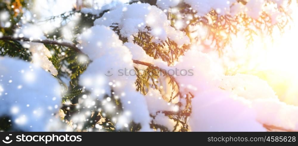 snowy tree branch at sunset. snowy winter christmas tree branch with snow flakes at sunset
