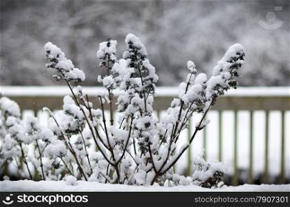 Snowy tree in garden