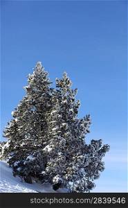 Snowy tree on a mountain