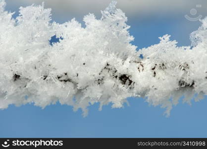 Snowy tree trunks. Snow and frost