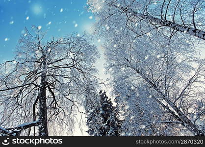 Snowy trees