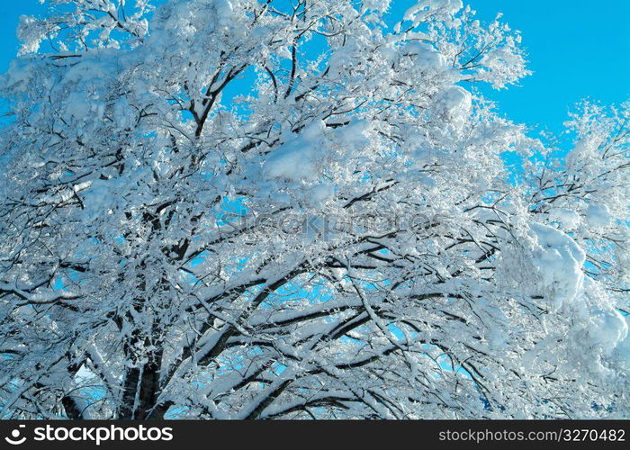 Snowy trees