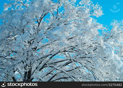 Snowy trees