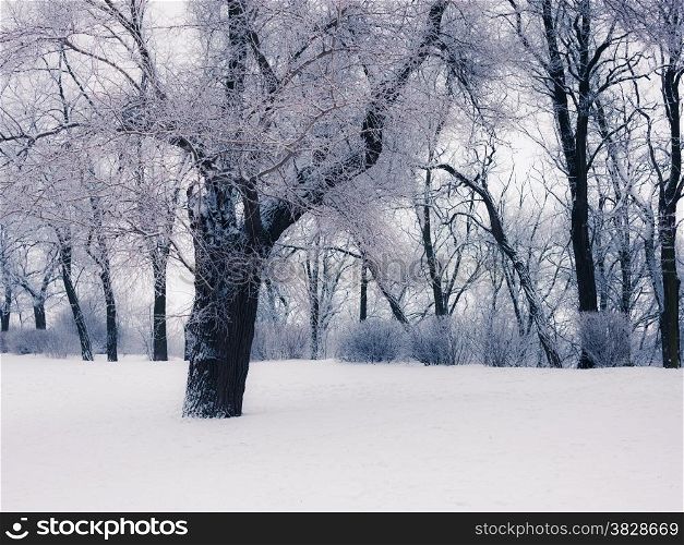 Snowy trees at the park
