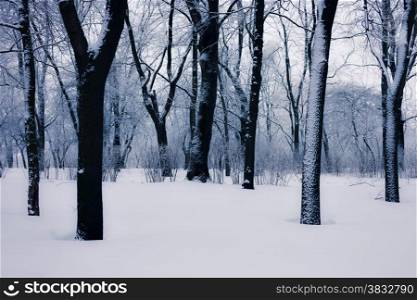 Snowy trees at the park
