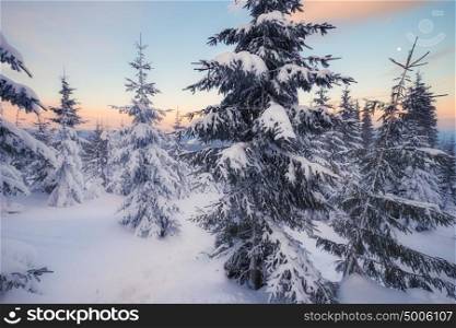 Snowy trees at the winter mountain hills