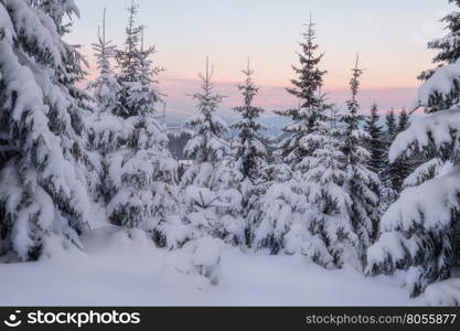 Snowy trees at the winter mountain hills