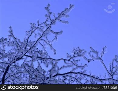Snowy trees closeup on blue backgound