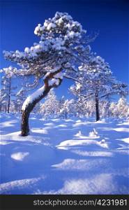 Snowy trees in forest in sunnyday with blue sky