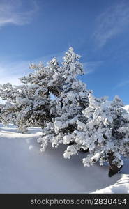 Snowy trees on a summers day