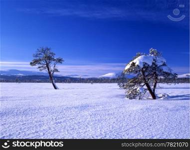 Snowy trees on white field with blue sky