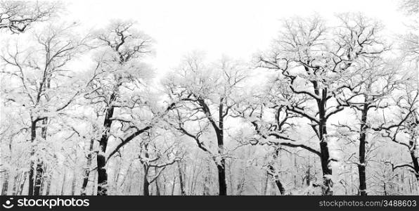 snowy trees. panoramic shot (digital composite). huge size - 26 Mpix