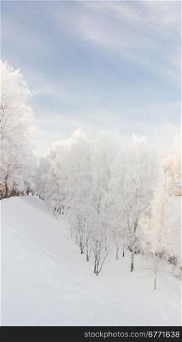 Snowy trees stand in a line on the quay of Yaroslavl in winter day. Russia