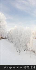 Snowy trees stand in a line on the quay of Yaroslavl in winter day. Russia