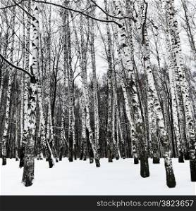 snowy white birchwood in cold winter day