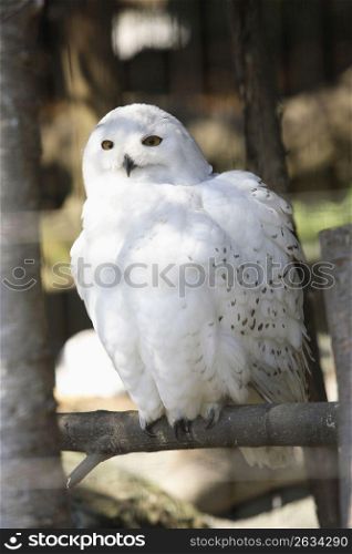 snowy white owl
