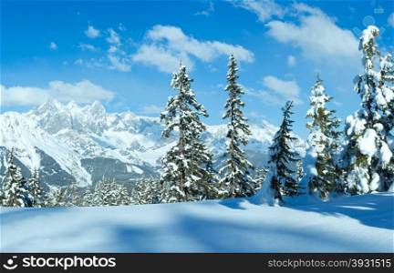 Snowy winter fir forest and Dachstein mountain massif (view from top of Papageno bahn - Filzmoos, Austria)
