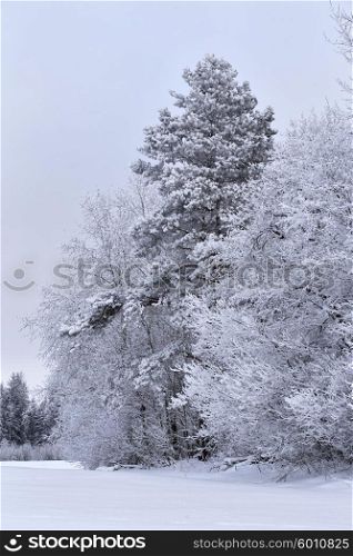 Snowy winter forest in January. Belarus