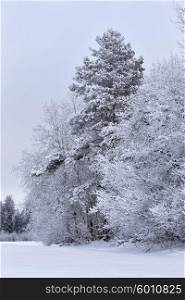 Snowy winter forest in January. Belarus