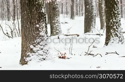 Snowy winter in the forest