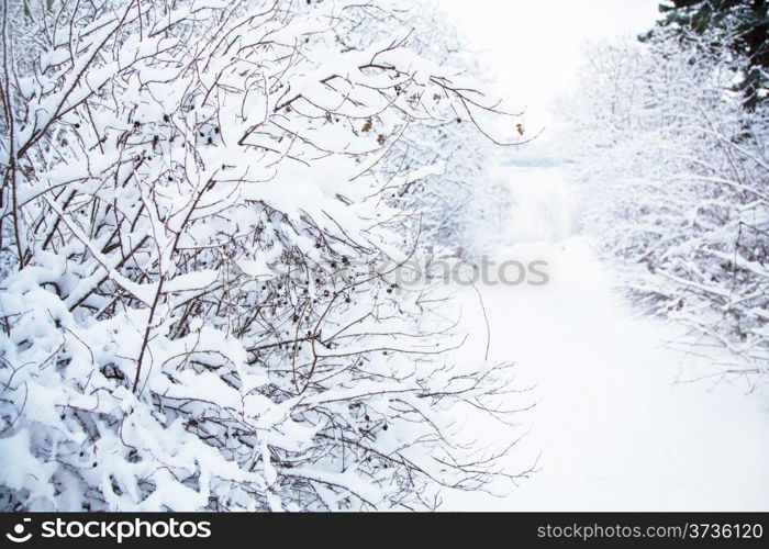 snowy winter landscape