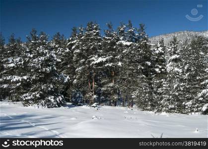 Snowy winter landscape in wooded mountain as background