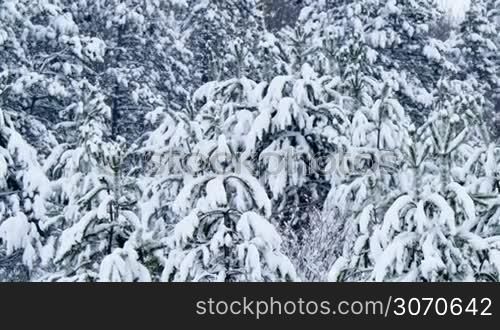 Snowy winter on the forest