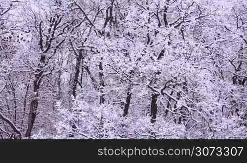 Snowy winter on the forest