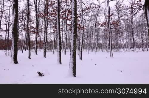 Snowy winter on the forest