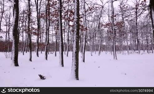 Snowy winter on the forest