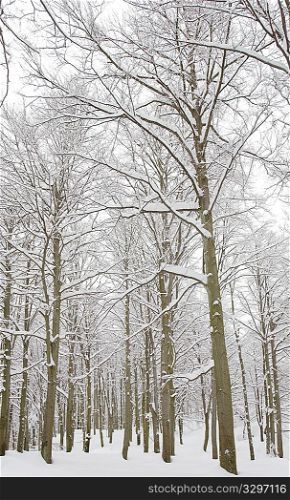 Snowy woods of beech trees, winter season, vertical frame.