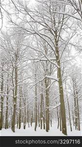 Snowy woods of beech trees, winter season, vertical frame.